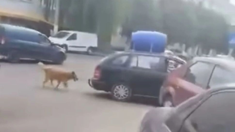 Un bărbat și-a legat câinele de mașină și l-a târât după el. Scenă șocantă pe o stradă din Năvodari - VIDEO