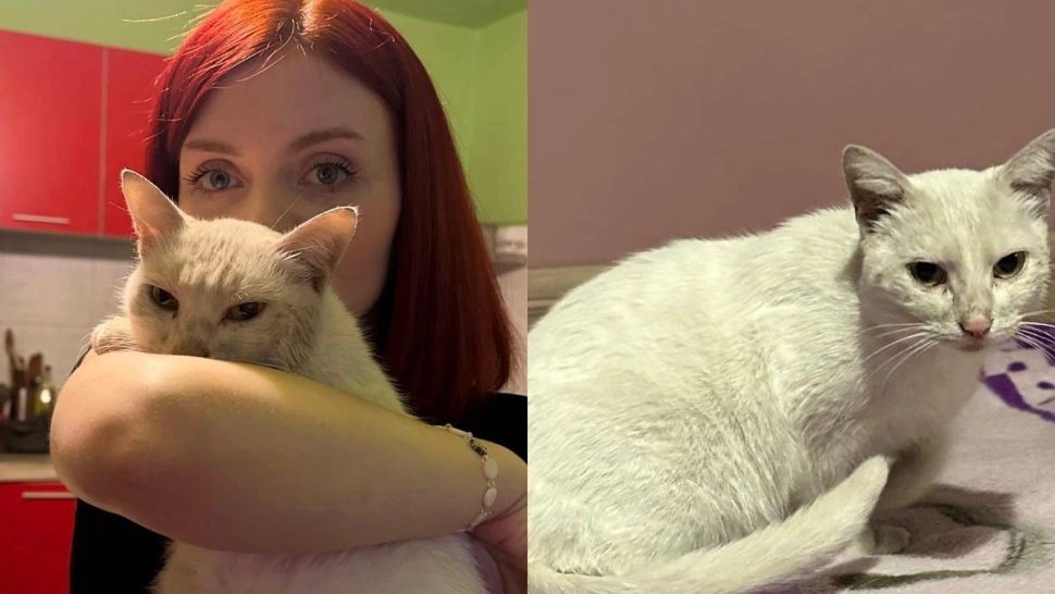 Pisică din Sibiu, găsită de stăpâni după mai bine de 5 ani de la dispariție: „Miracolele există!”