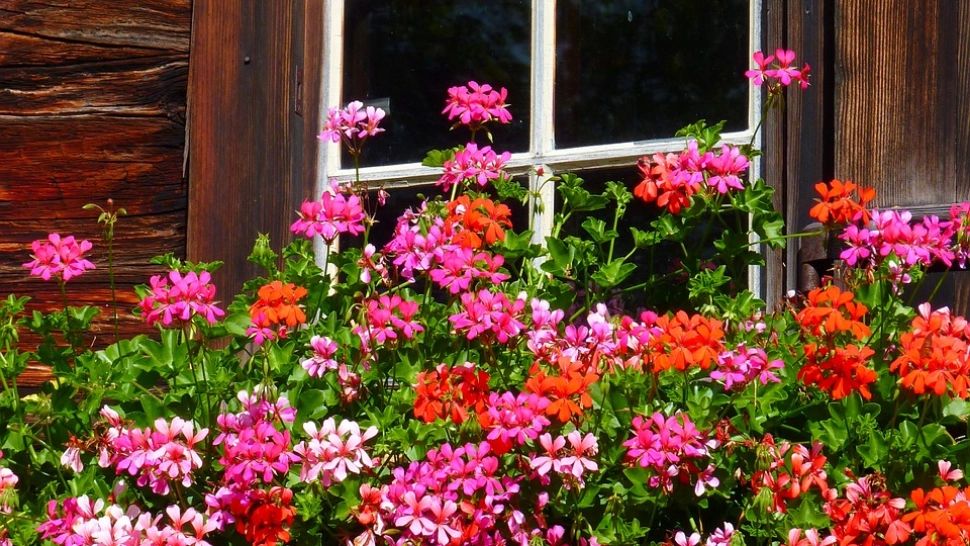 Cum să faci un îngrășământ natural pentru mușcate și de ce ingrediente naturale ai nevoie