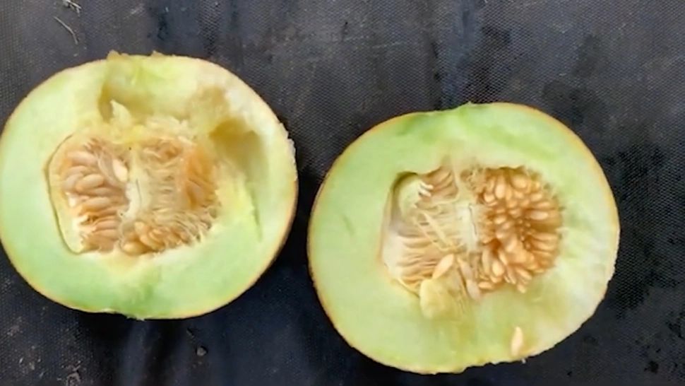 Pepenele cu gust de vanilie, noua delicatesă oferită de cercetătorii din Buzău. Noua specie ar putea ajunge în curând pe mesele românilor