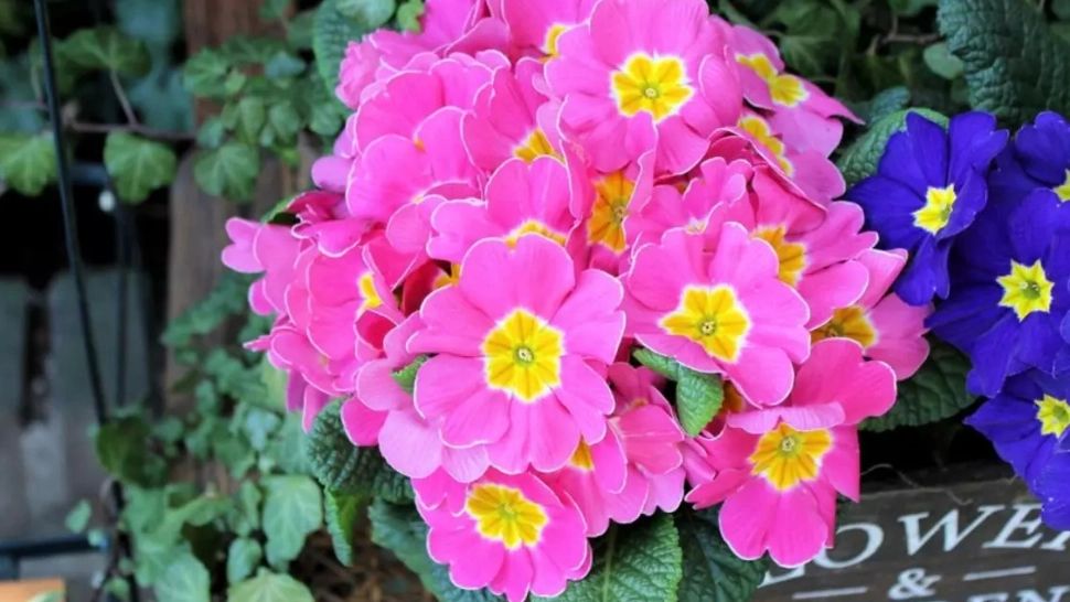 Cum se îngrijește corect primula pentru o înflorire bogată. Cât de des trebuie udată, de fapt