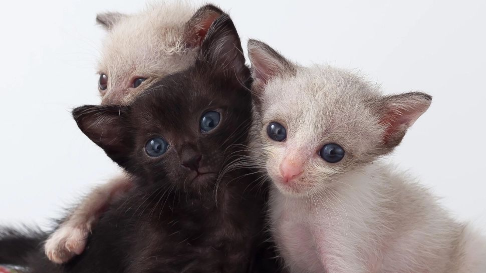 Suma cu care a fost "taxat" de poliție un bărbat după ce a abandonat mai mulți pui de pisică 