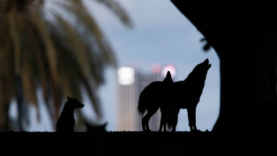 Șacalul din Aiud, filmat din nou pe stradă: Urletele sălbăticiunii s-au auzit la miezul nopții în centrul orașului, oamenii se tem că e un semn rău