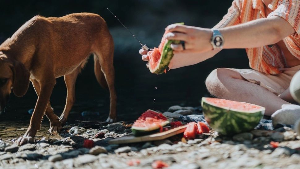 Partenerul lui Trump susține că "sunt dovezi" privind migranții care "mănâncă pisici și câini" - VIDEO