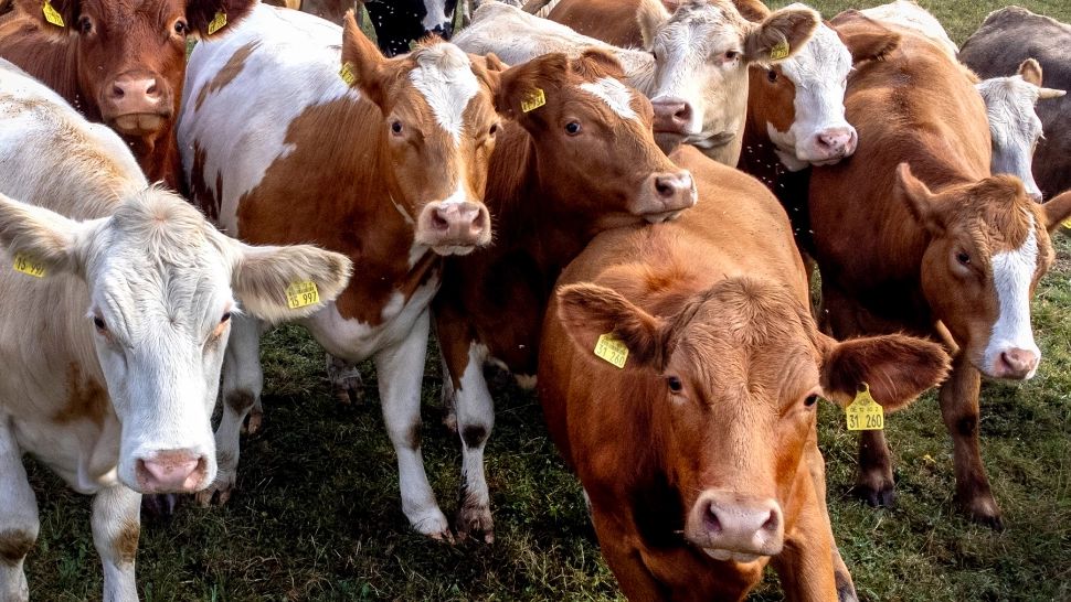 Medicamentele pentru animale se vor putea lua doar cu REȚETĂ. Ce a dus la această decizie radicală luată de autorități