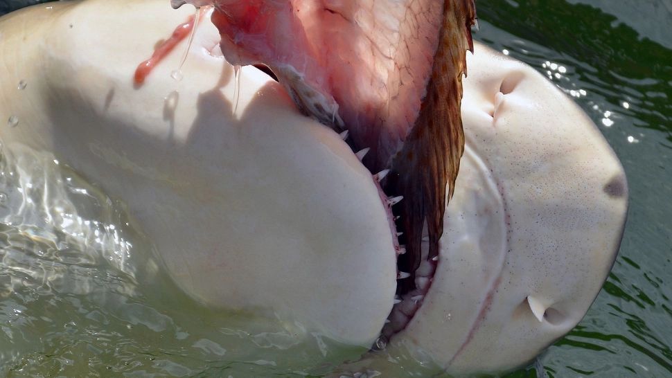 O turistă a fost sfâșiată de rechin în timp ce se afla în vacanță. Femeia a făcut stop cardiac în elicopterul care o transporta la spital