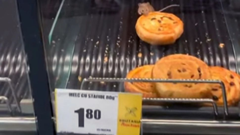 Șoarece în vitrina de patiserie a unui magazin Auchan din Timișoara. Ce spun reprezentanții companiei – VIDEO