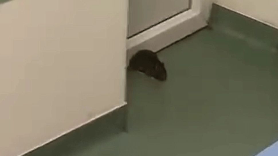 Șobolan printre pacienți, în salonul unui spital din Timiș. Zilele trecute, un alt spital a fost invadat de LILIECI - VIDEO