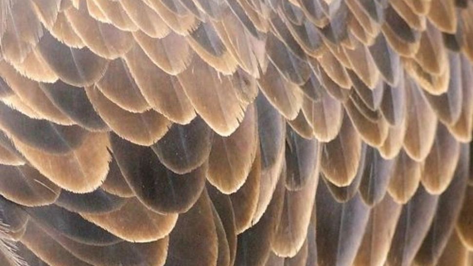 Animalul rar care și-a făcut apariția în România. Specia este inclusă pe lista roșie a Uniunii Internaționale pentru Conservarea Naturii