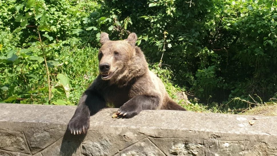 Protecția Mediului, Jandarmeria și Poliția au pus gând rău turiștilor care hrănesc urșii. Aceștia riscă DOUĂ amenzi usturătoare pentru simplul gest