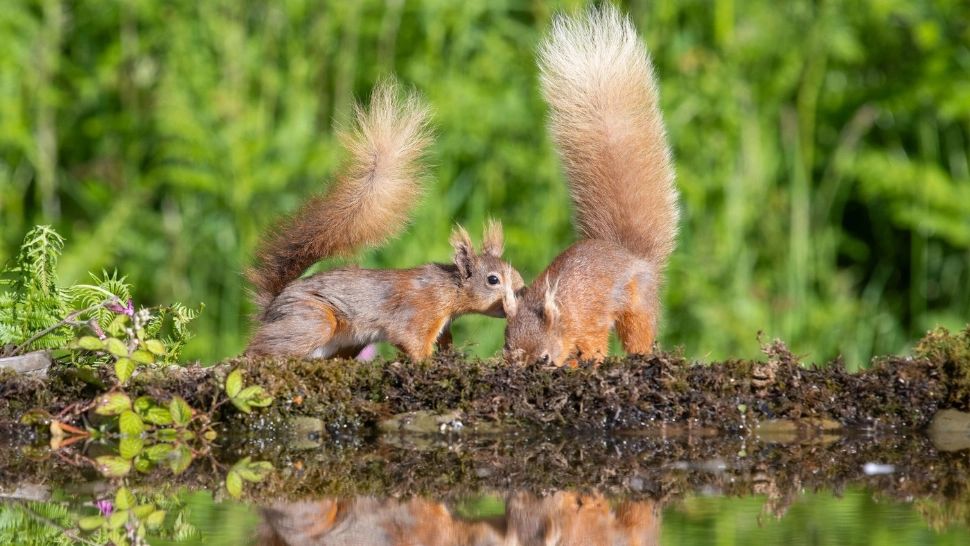 Momente hilare: O pereche de veverițe a dat peste cap traficul feroviar - Au refuzat să coboare din tren!