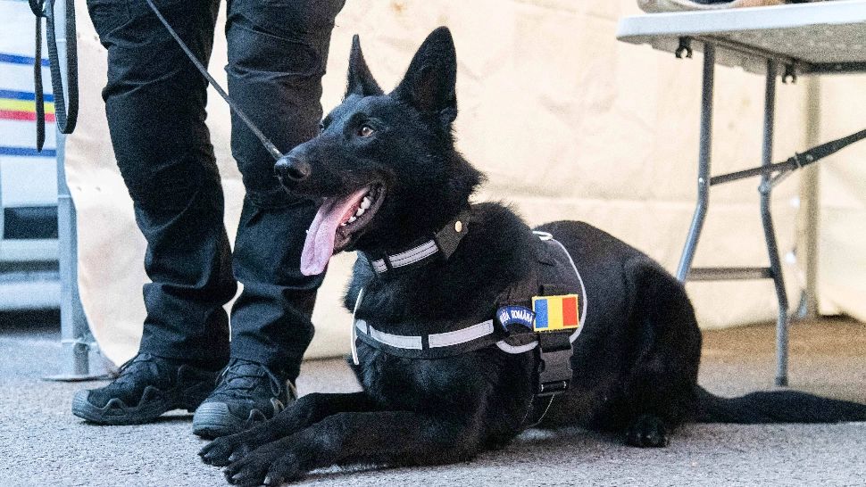 Operațiunea Jupiter. Peste 100 de percheziții în toată țara: evaziune fiscală, contrabandă, abuz în serviciu. 54 de mandate de aducere, puse în executare