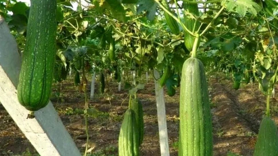 Leguma din Uzbekistan care face furori în România. Pe lângă proprietățile culinare, poate fi folosită ca burete în bucătărie