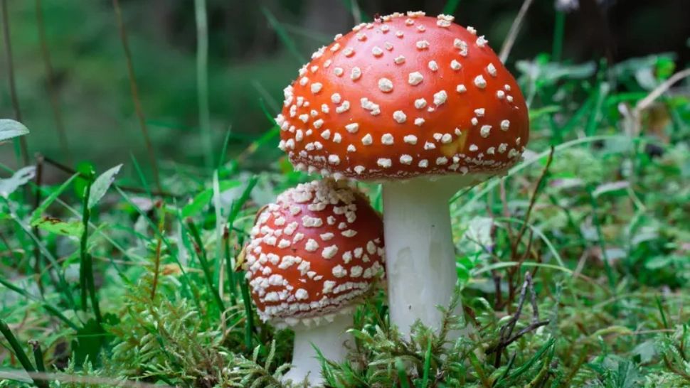 Cum arată cele mai răspândite 8 soiuri de ciuperci otrăvitoare. Imagini cu fiecare în parte, ca să știi să te păzești de efecte letale