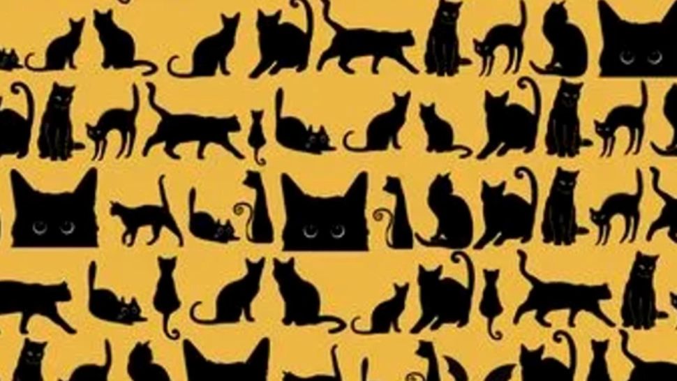 Test de atenție incredibil! Doar cei cu spirit de observație excelent pot găsi liliacul ascuns printre pisici