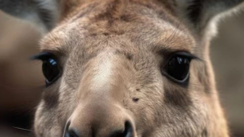 Un animal originar din Australia a fost găsit într-o gospodărie din Iași. Polițiștii au rămas uimiți