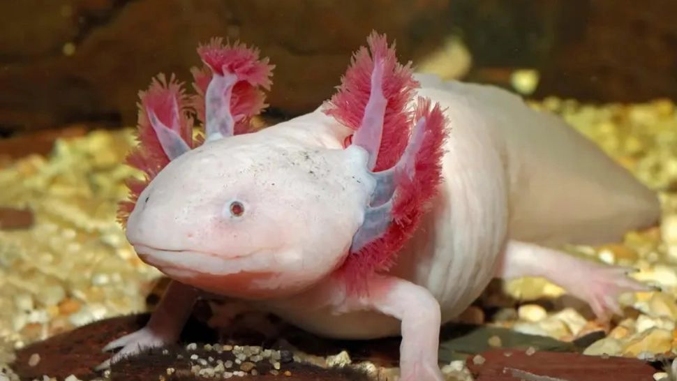 Primul animal care își oprește ceasul biologic și nu mai îmbătrânește. Ar putea face și omul la fel?