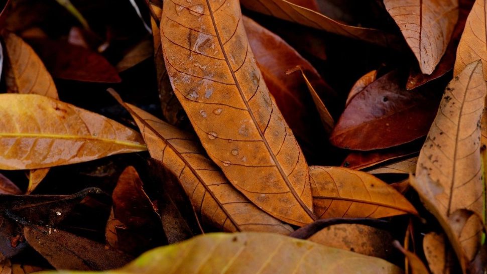 Cum să prepari cel mai natural îngrășământ pentru grădina ta. Compostul din frunze uscate