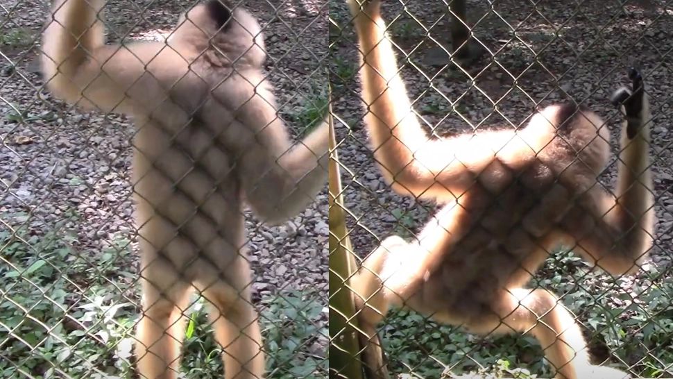 De ce dansează femelele GIBON ca Michael Jackson? Dansul e normal la specia lor  - VIDEO