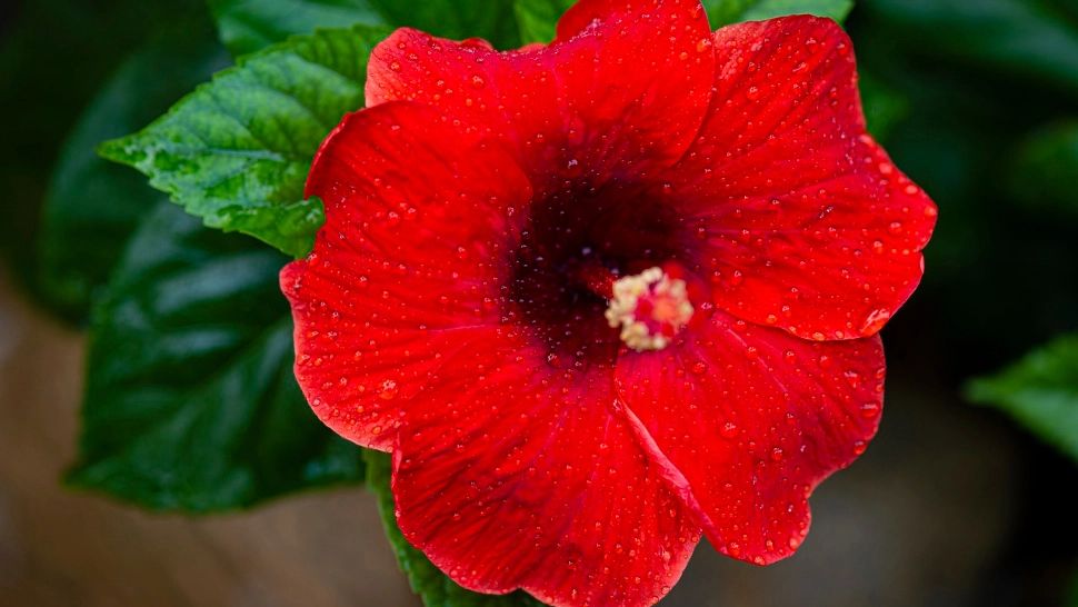 Cum trebuie să îngrijești trandafirul japonez, ca să aibă tot timpul flori din abundență