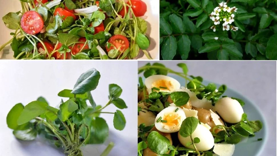 Cel mai sănătos aliment din lume. Este gratuit, iar oamenii de știință îl recomandă pentru un sistem imunitar fără probleme