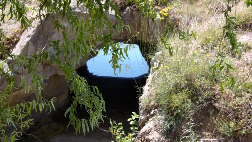 Animalul unic care trăiește doar în România. Specia preistorică care este considerată un miracol al naturii