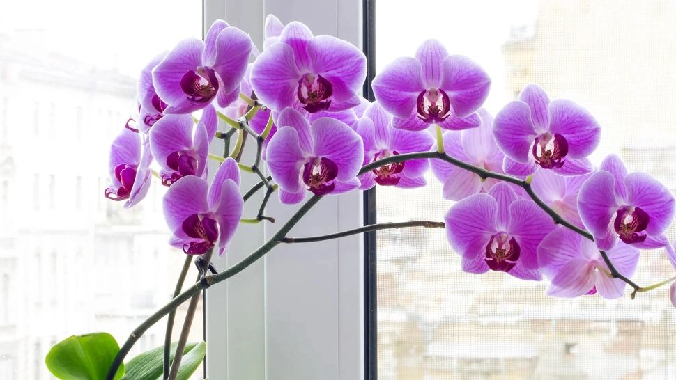 Secretul îngrijirii orhideelor în pragul iernii. Cum trebuie să le udăm acum, ca să înflorească spectaculos și în sezonul rece
