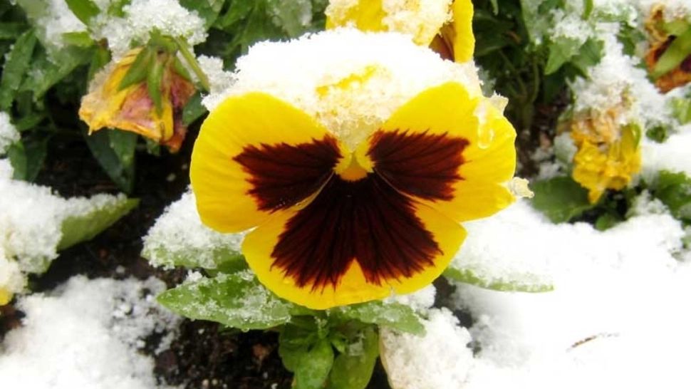 Ce flori se plantează în grădină în luna noiembrie. Sunt adevărate campioane în lupta cu înghețul