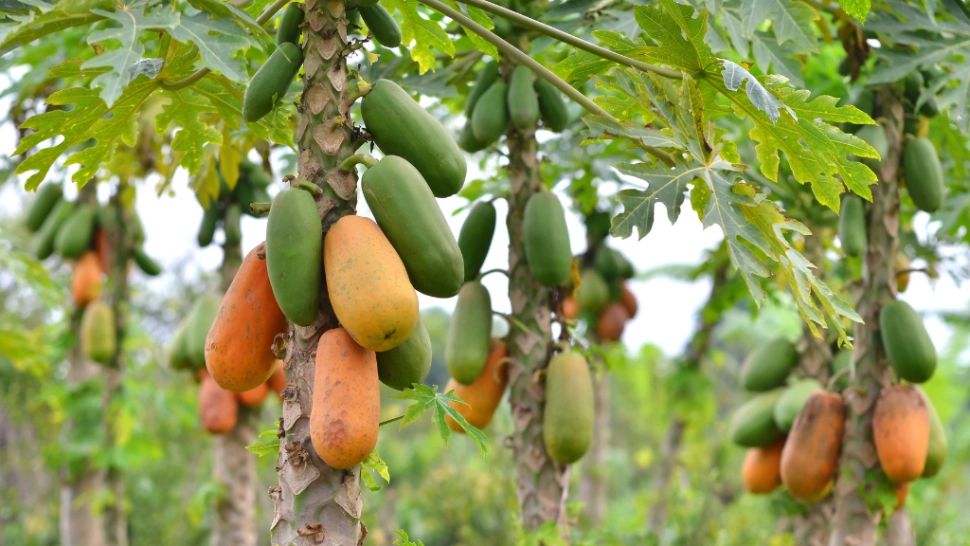 „Fructul vieții lungi”, consumat în „zonele albastre”, unde oamenii trăiesc mult și sănătos