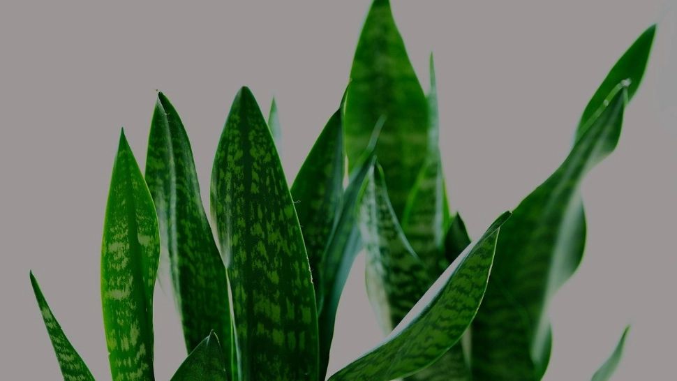 Planta cu proprietăți calmante pe care e recomandat să o ai în locuință. Ar putea ajuta la ameliorarea stresului 