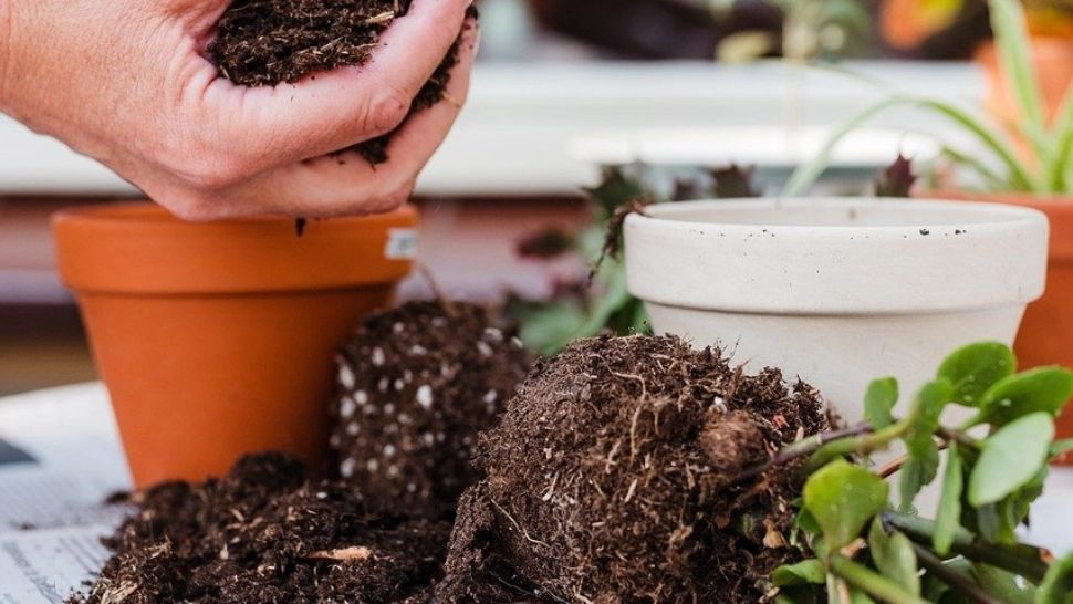 Leguma „de apartament” care face furori: o crești în ghiveci și ai recoltă fără grădină! Secretul pe care puțini îl știu