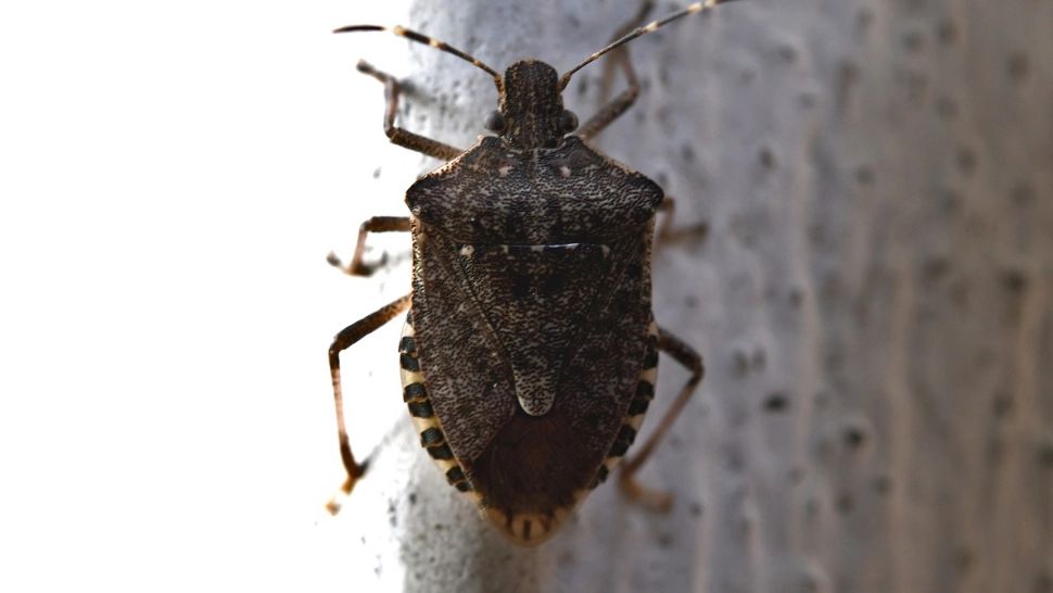 5 moduri prin care ne apărăm de ploșnițele urât mirositoare apărute toamna