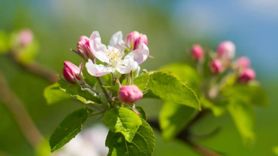 Ce trebuie să adaugi la rădăcina merilor, în luna octombrie, pentru a avea parte de o recoltă bogată: trucuri ingenioase de grădinărit