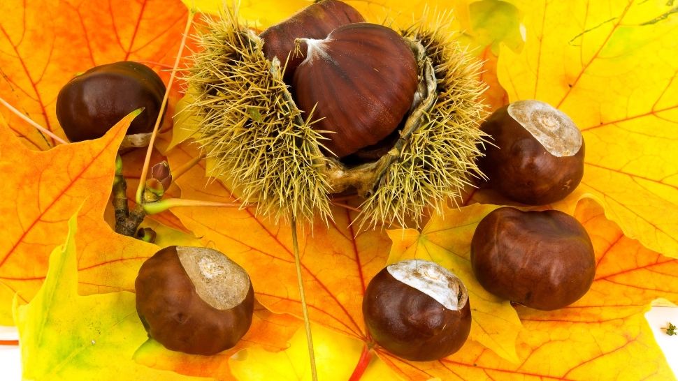 Vremea 31 octombrie. Temperaturi ridicate la final de octombrie: maxime de până la 23 de grade Celsius