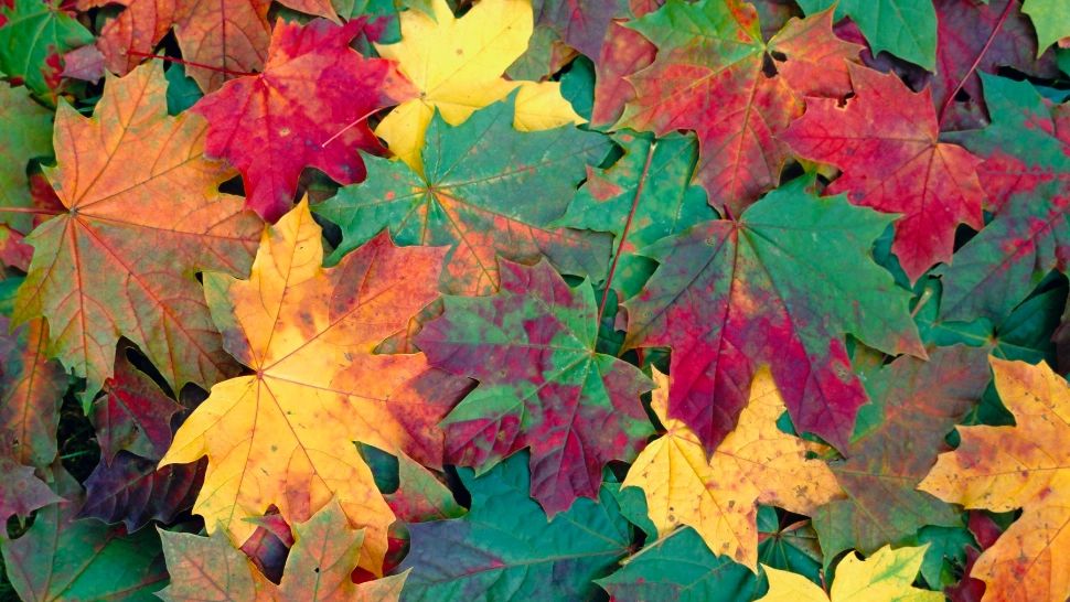 Vremea 4 octombrie. Temperaturi de vară, în plină toamnă. Unde ar putea să plouă în această după-amiază și la noapte