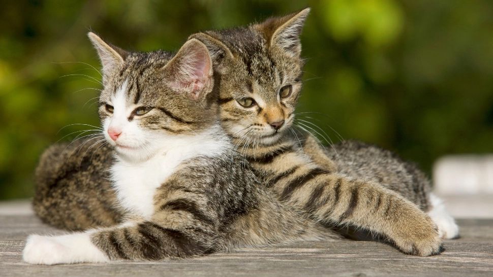 Cum se calculează, de fapt, vârsta unei pisici în ani omenești. Procedeul e total diferit de cel pentru câini