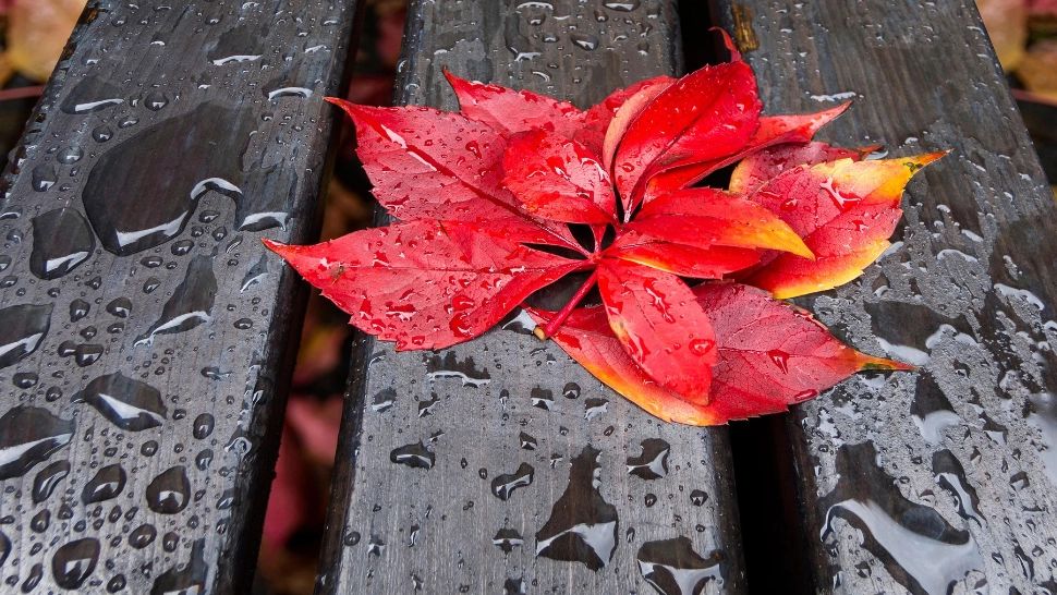 Ploi și vânt, începând de vineri seara, în estul și sud-vestul țării. Cod galben de vânt pentru sâmbătă - HARTA cu zonele vizate