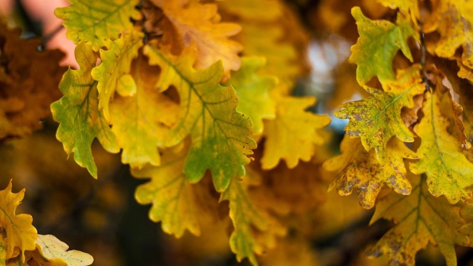 Răcire accentuată, vreme neobișnuită pentru această perioadă a anului. Prognoza ANM pe 4 săptămâni