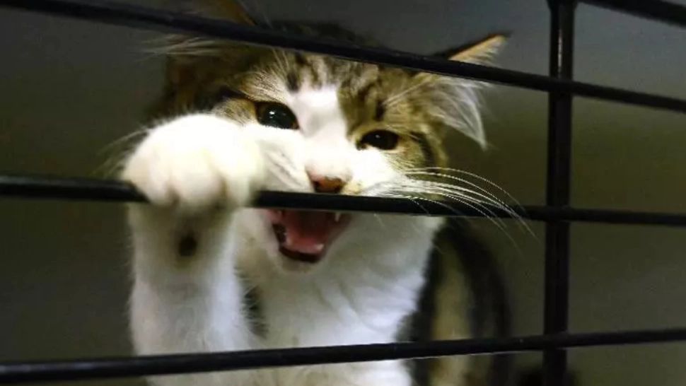 Cum să îți dezveți pisica să muște. Câteva sfaturi simple de la specialiști