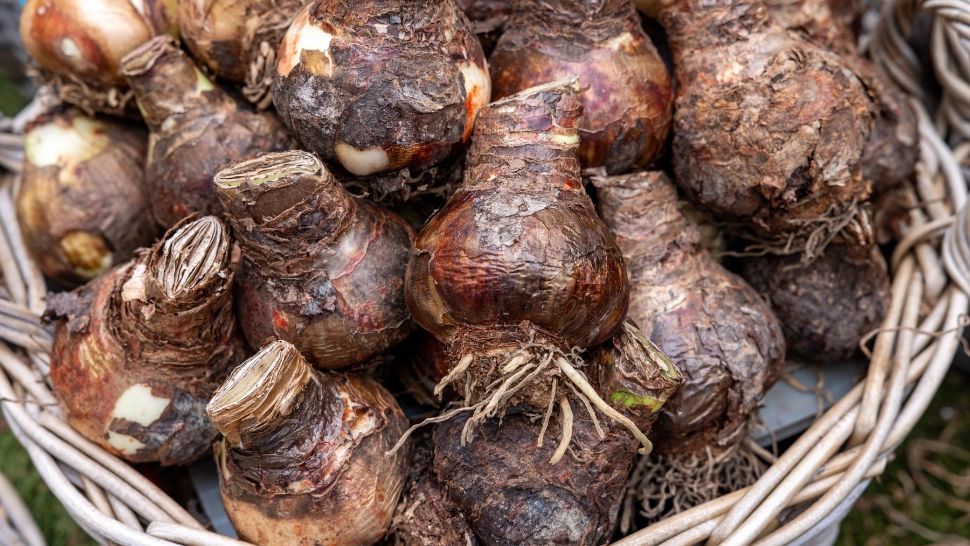 Ce trebuie să faci cu bulbii florilor din grădină în luna octombrie, pentru a nu îngheța. Trucul știut doar de grădinarii cu experiență