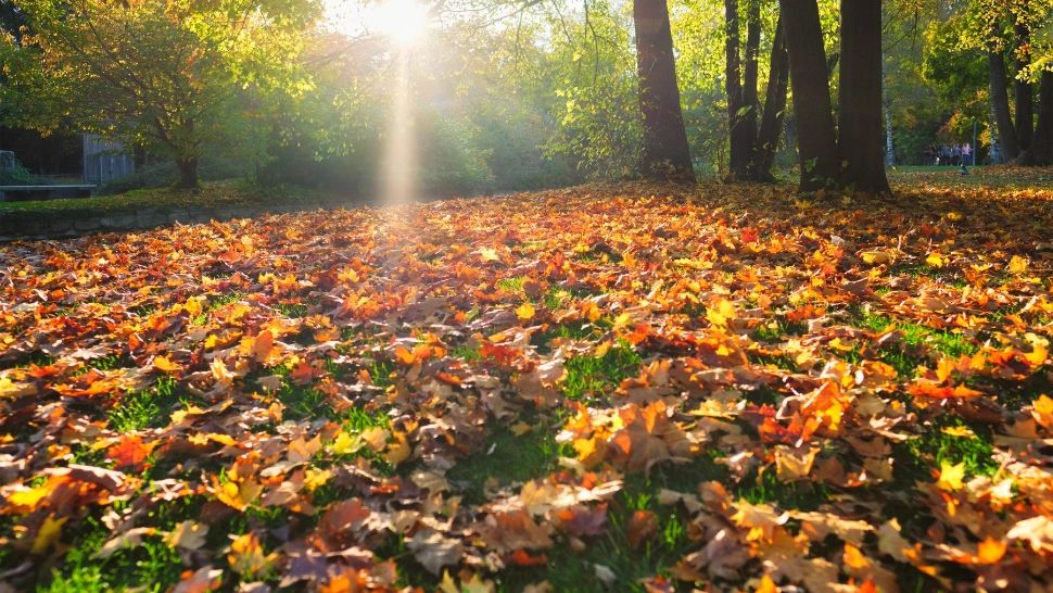 Vreme cu aspect de primăvară până la final de octombrie. Ce SCHIMBĂRI va aduce începutul lunii noiembrie, conform ANM