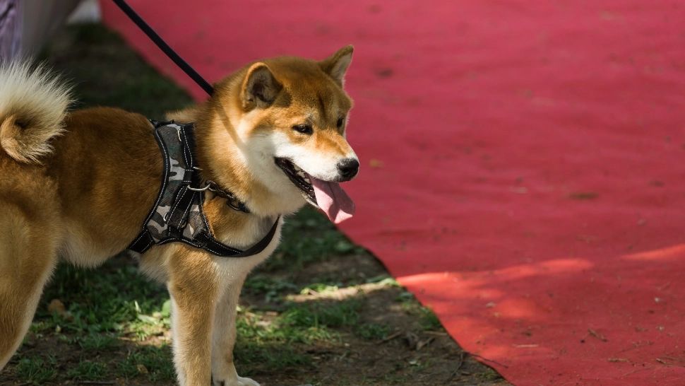  Stăpânul câinelului care a atacat o fetiță în Sectorul 4 este JURNALIST. Noi detalii din anchetă