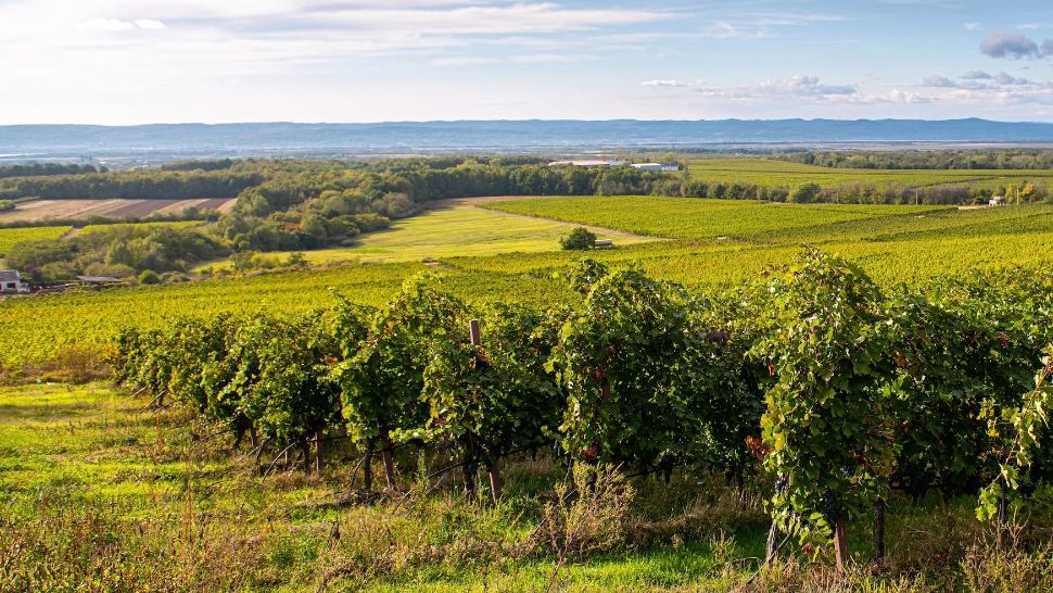 Cu ce stropeau bunicii vița de vie, pentru a spori producția de struguri. Trucuri pe care trebuie să le cunoști!