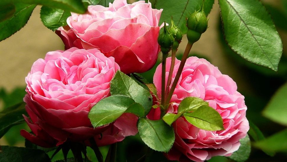 De ce se usucă trandafirii și ce trebuie să faci ca să-i salvezi?