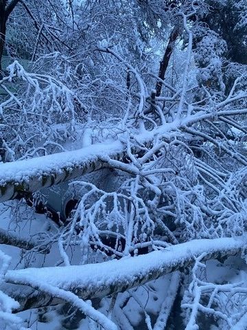 Opt mașini, avariate de arborii căzuți sub greutatea zăpezii, la Suceava. A fost nevoie de intervenția pompierilor 