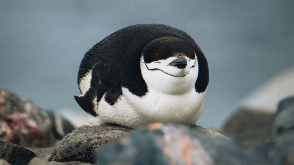 Animalul care se culcă de 10.000 de ori pe zi. Campionul ațipitului i-a uimit pe cercetători 