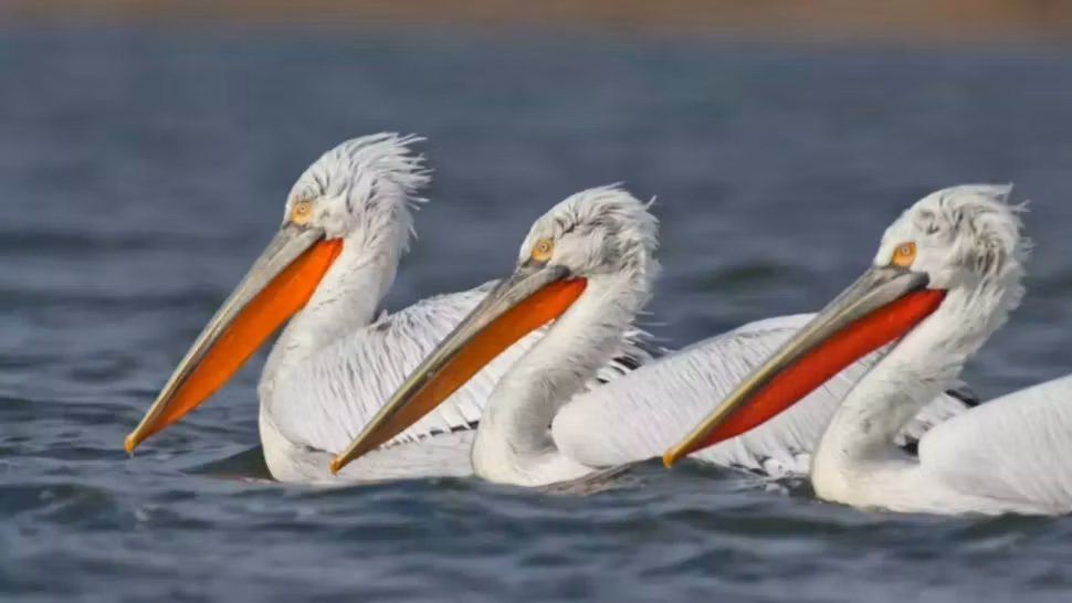 Lista animalelor și păsărilor ocrotite de lege în România. Cei care le vânează riscă amenzi usturătoare și chiar închisoare