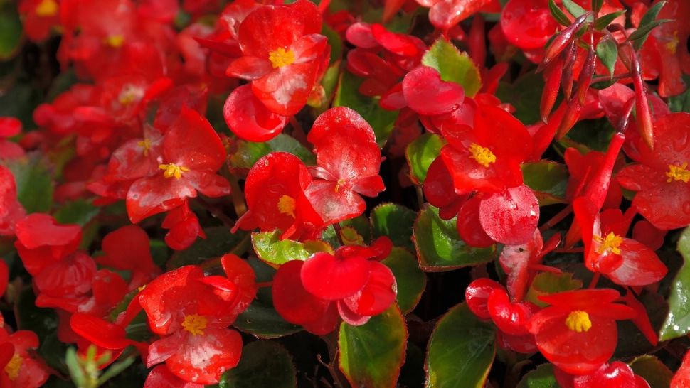 Cum trebuie îngrijită Begonia, "floarea îngerilor". Sfaturi practice pentru cei care îndrăgesc această plantă