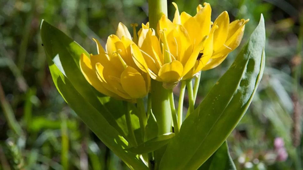 Floarea din România pe care nu ai voie să o rupi sau să o tai. Amenda este usturătoare 