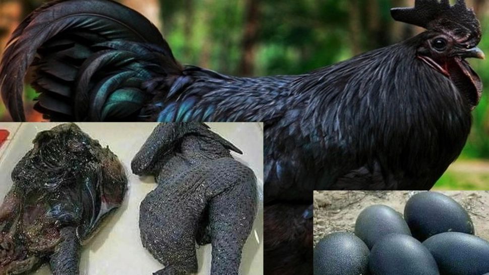 Găina care se vinde cu mii de euro. Până și carnea și oasele sale sunt negre 